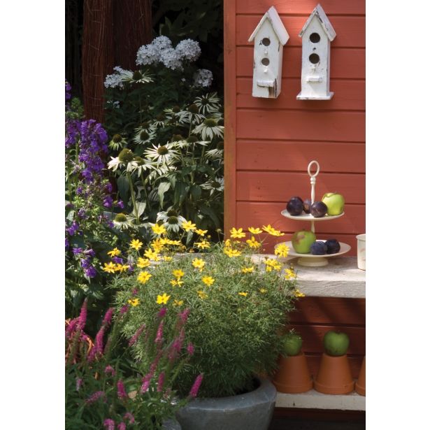 AMERIŠKI SLAMNIK VOLMARY PURPUREA MIX L19