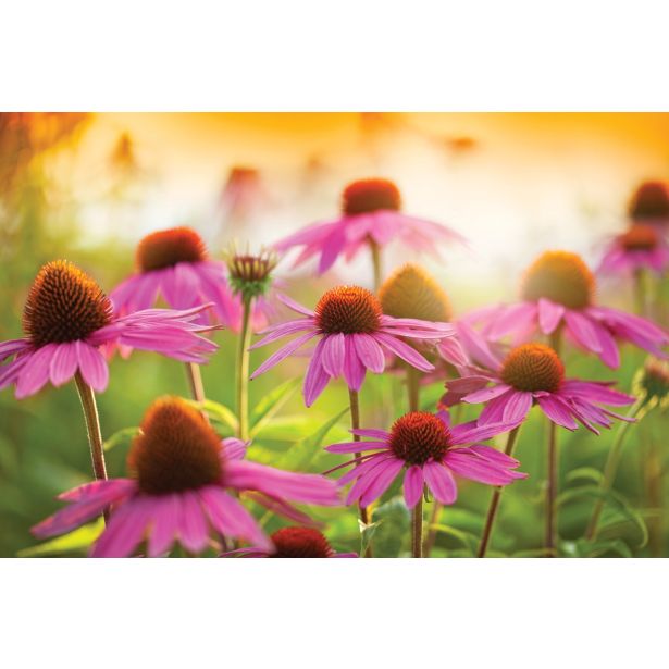 AMERIŠKI SLAMNIK VOLMARY PURPUREA MIX L19