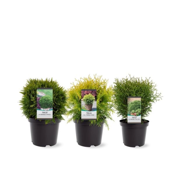 TUJA AMEROŠKI KLEK KROGLA MIX L19