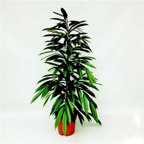 FIKUS AMSTEL KING L21