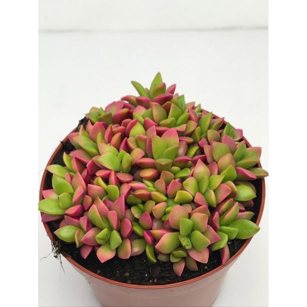 SUKULENT ANAKAMSEROS L8.5