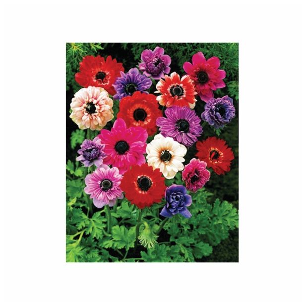 POMLADI CVETOČA ČEBULICA HOLLAND BULB MARKET ANEMONA ST. BRIGID MIX 5/6 15KOS