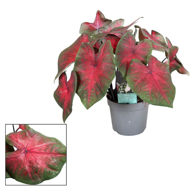 KALADIJ ANGELSKA KRILA L13