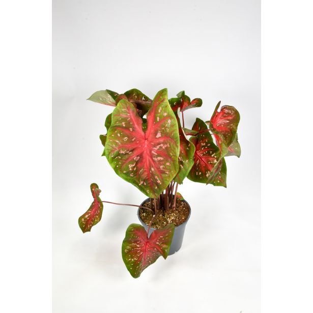 ZELENA RASTLINA ANGELSKA KRILA L17