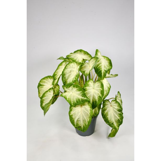 ZELENA RASTLINA ANGELSKA KRILA L17