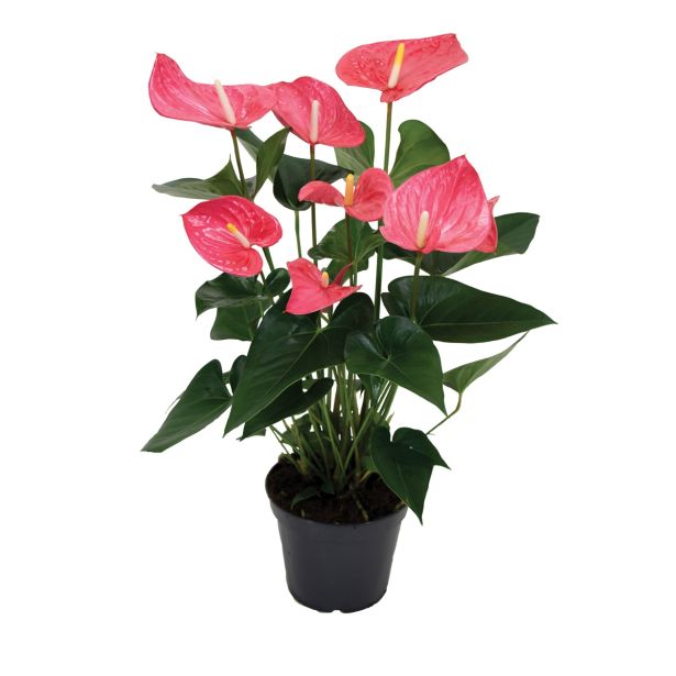 FLAMINGOVEC ANTHURIUM ANDR. MAINE L17