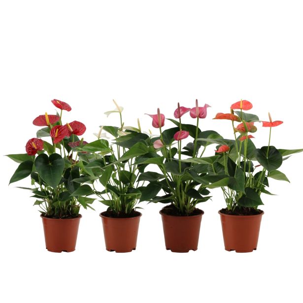 FLAMINGOVEC ANTHURIUM ANDREANUM LOVE L14
