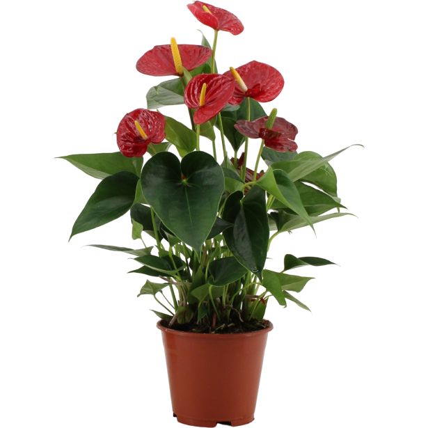FLAMINGOVEC ANTHURIUM ANDREANUM LOVE L14