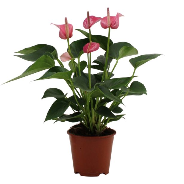 FLAMINGOVEC ANTHURIUM ANDREANUM LOVE L14