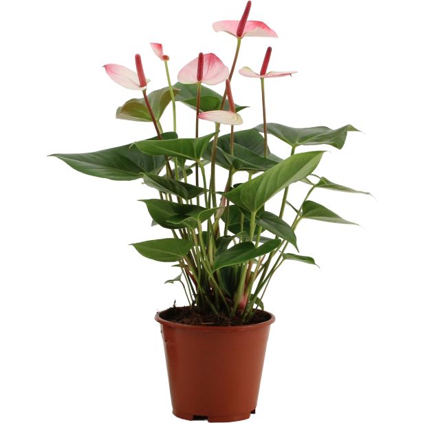 FLAMINGOVEC ANTHURIUM ANDREANUM LOVE L14