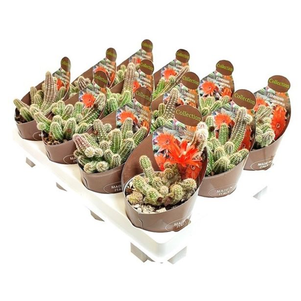 KAKTUS ARAŠIDOV KAKTUS L8.5