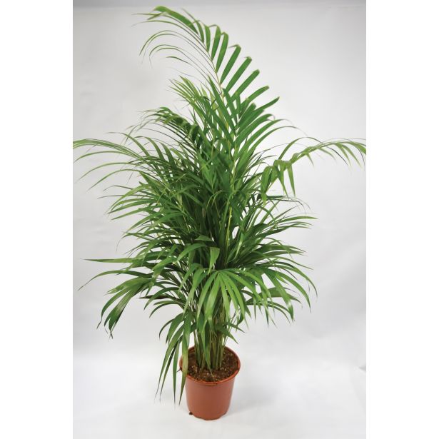 AREKA PALMA L21