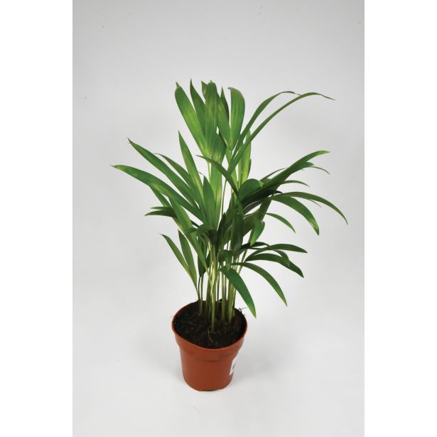AREKA PALMA L12