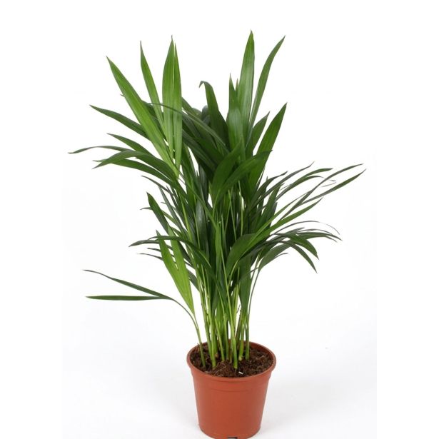 AREKA PALMA L14 CM
