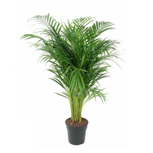 AREKA PALMA L21 CM
