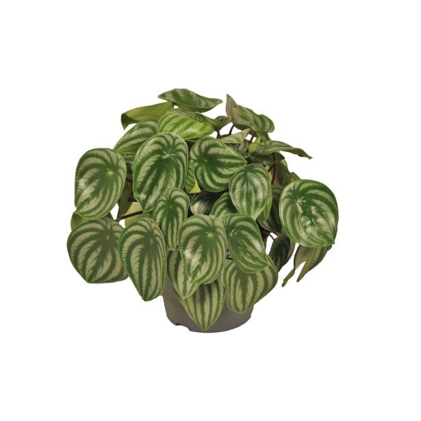 PEPEROMIJA ARGYREIA L17