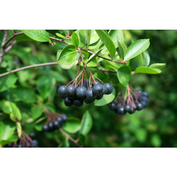 ARONIJA MELANOCARPA L11X11