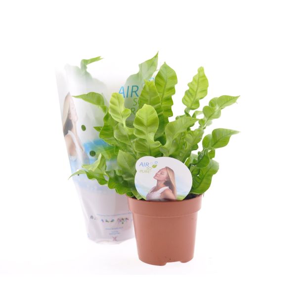 PRAPROT ASPLENIUM NIDUS CRISPY WAVE L12 VIŠ 25 C