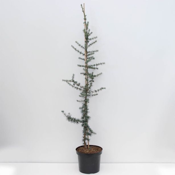 CEDRA ATLAŠKA GLAUCA L26