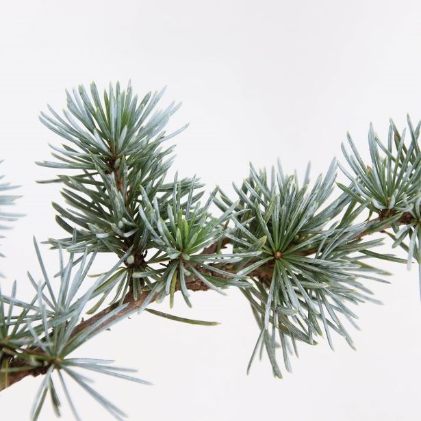 CEDRA ATLAŠKA GLAUCA L26