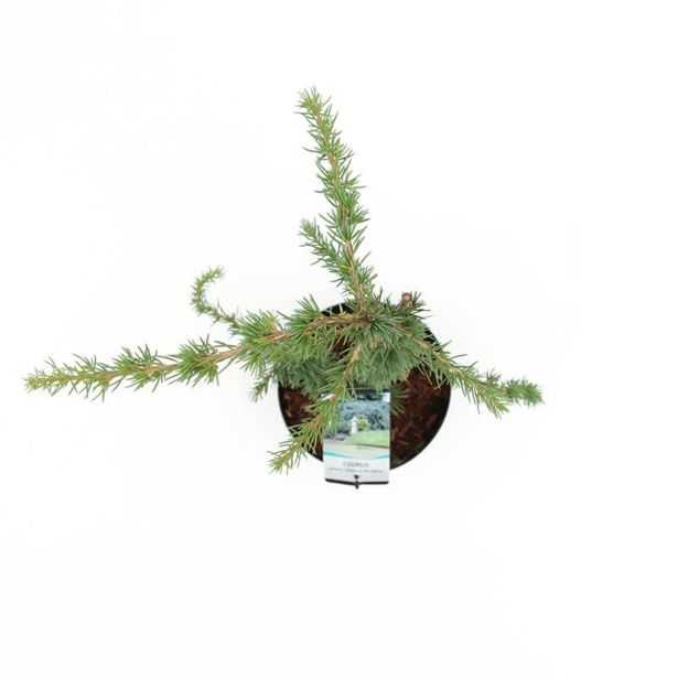 CEDRA ATLAŠKA GLAUCA PENDULA L19