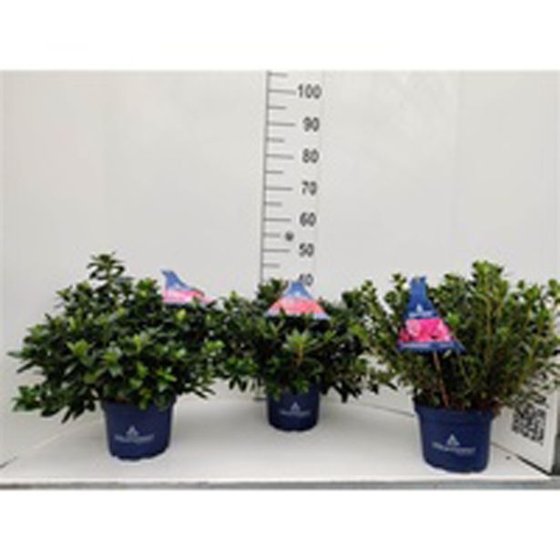 GRM AZALEJA JAPONIKA L23