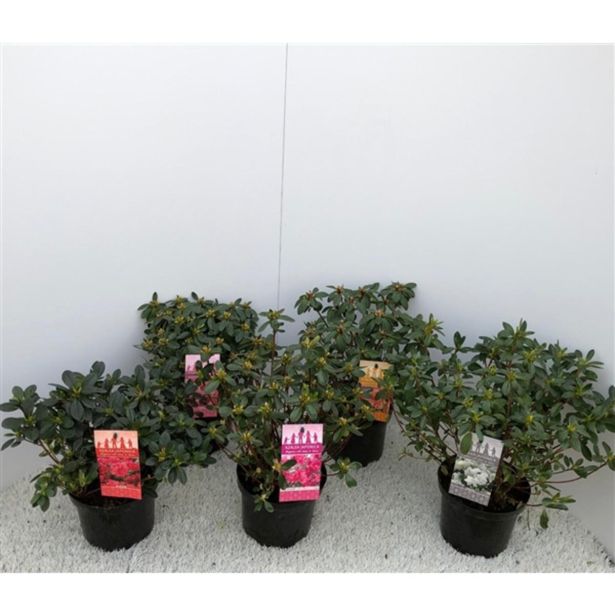 AZALEJA JAPONIKA MIX L17