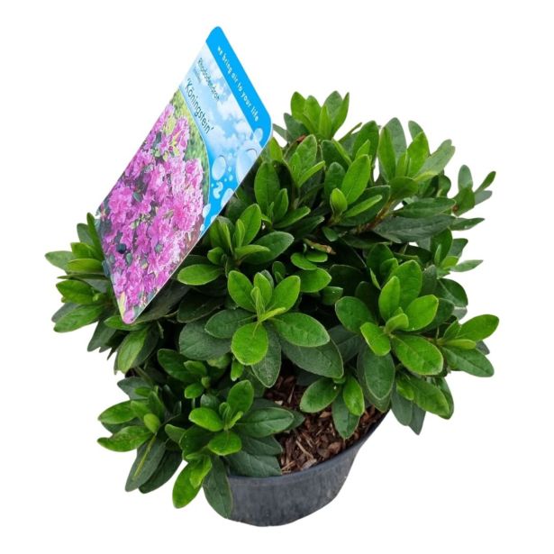 AZALEJA JAPONIKA MIX L18