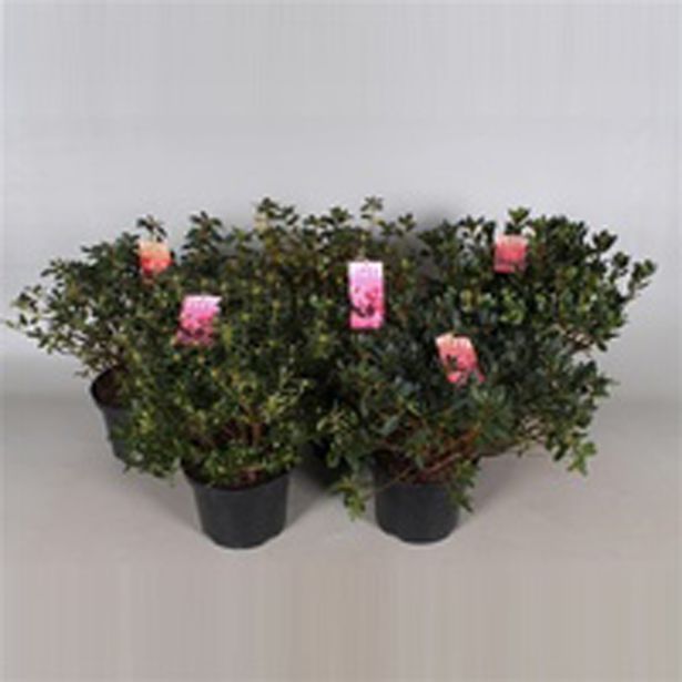 GRM AZALEJA JAPONIKA MIX L23