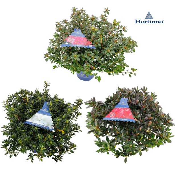 AZALEJA JAPONIKA MIX L23