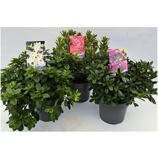 AZALEJA JAPONSKA MIX L2 L