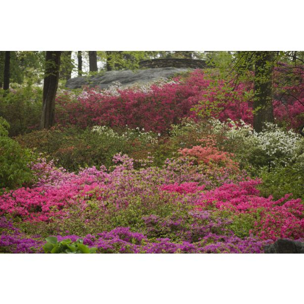 AZALEJA JAPONSKA MIX L2 L