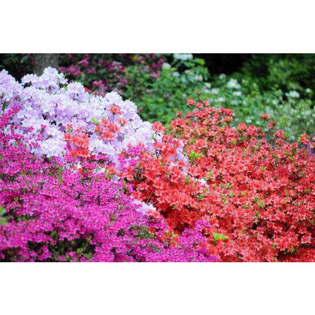 AZALEJA JAPONSKA MIX L2 L