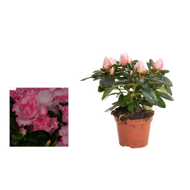 AZALEJA SLEČ L14 RHODODENDRON SIM.MIXED