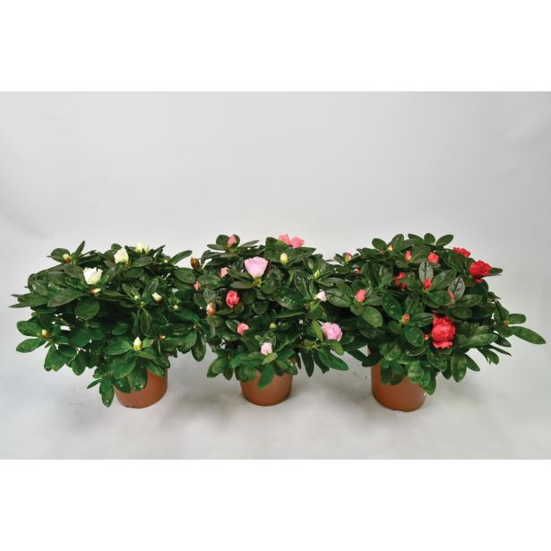 AZALEJA SLEČ ROZA L12