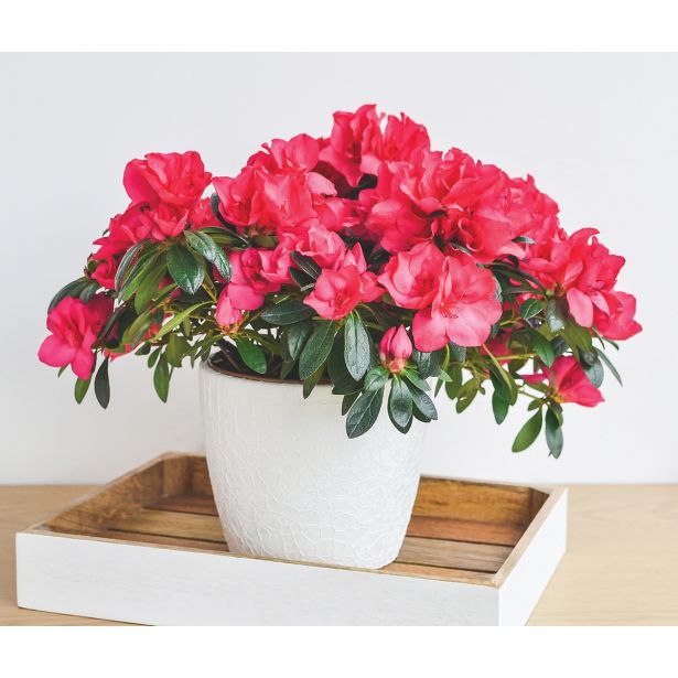 AZALEJA SLEČ ROZA L12