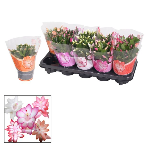 AZALEJA SOBNA L13 CM