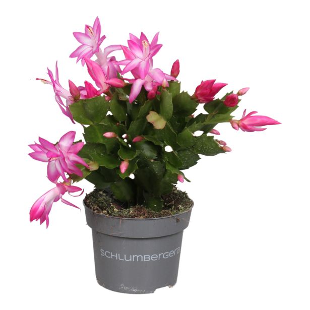 AZALEJA SOBNA L13 CM