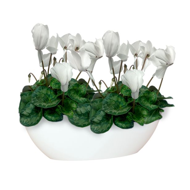 PE NOTRANJI LONEC BAHIA PLANT BOX BEL OVAL 45X17CM