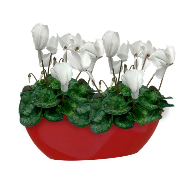 PE NOTRANJI LONEC BAHIA PLANT BOX RDEČ OVAL 45X17CM