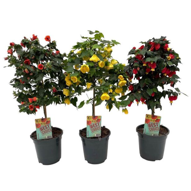 BALKONSKA RASTLINA ABUTILON NA DEBLU L19 CM
