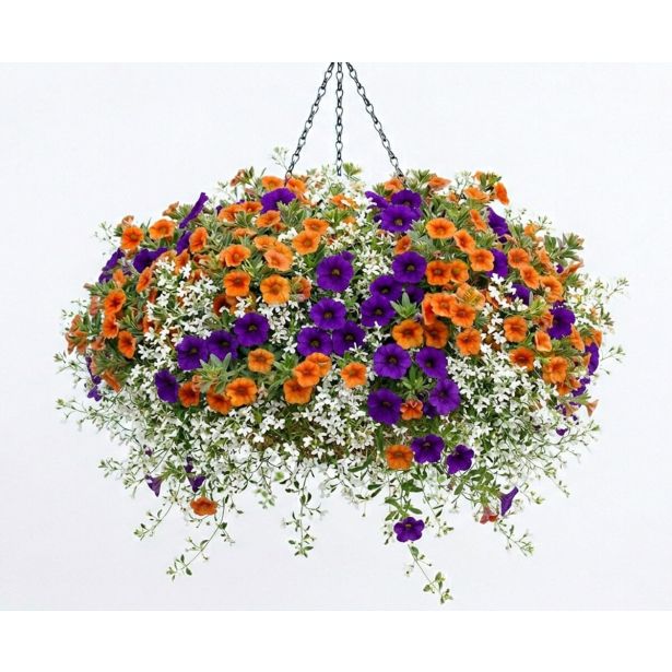 BALKONSKA RASTLINA CALIBRACHOA X HYBRIDA L10