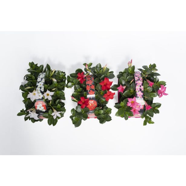 BALKONSKA RASTLINA DIPLADENIA KULTIPAK 6/1