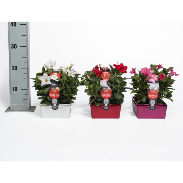 BALKONSKA RASTLINA DIPLADENIA KULTIPAK 6/1