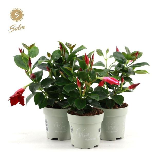 BALKONSKA RASTLINA DIPLADENIA L10CM