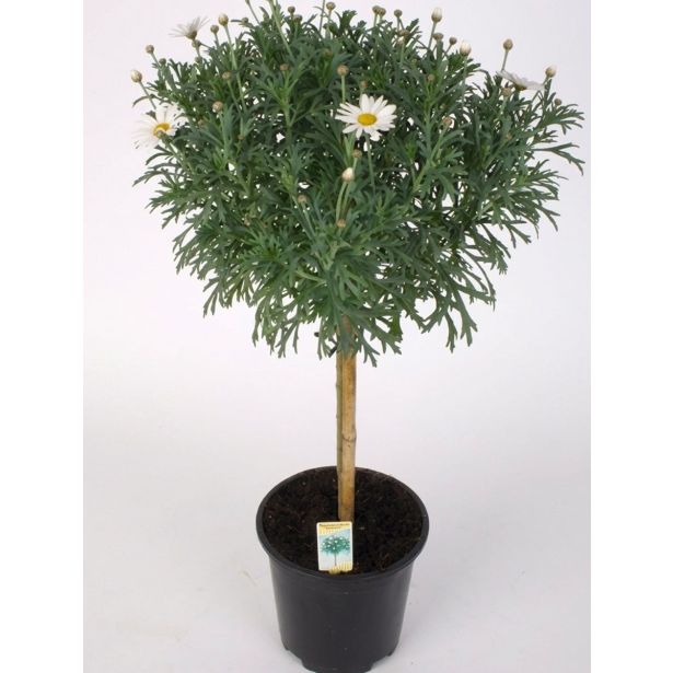 BALKONSKA RASTLINA MARJETA (BELA) NA STEBLU L19 CM
