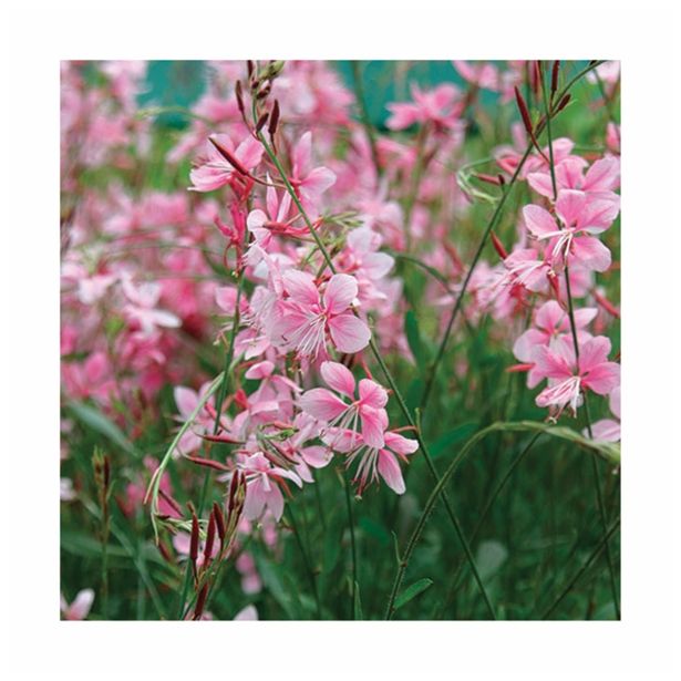 BALKONSKA RASTLINA VOLMARY GAURA LINDHEIMERI L12 CM