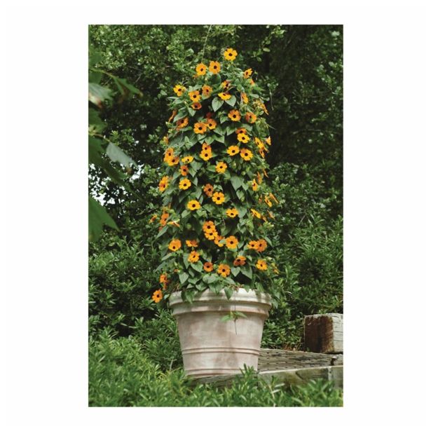 BALKONSKA RASTLINA VOLMARY THUNBERGIA ALATA L12 ČRNOOKA SUZANA SUNNY SUSY