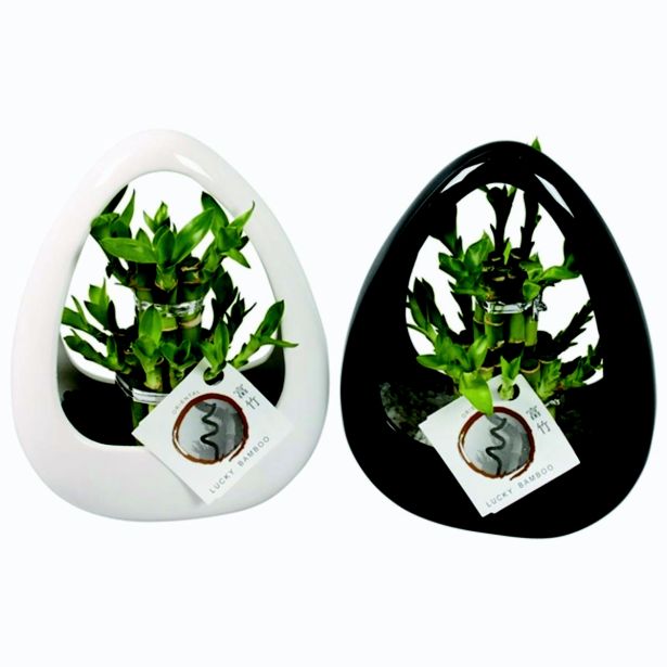 SOBNA ZELENA RASTLINA BAMBUS L19