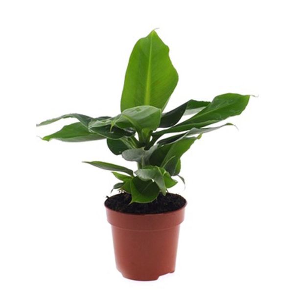 SOBNA ZELENA RASTLINA BANANOVEC L12